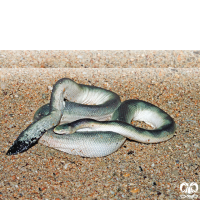 گونه مار دریایی افعی شکل Viperine Sea Snake